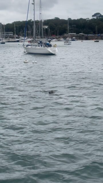 Keep an eye out for seals on your day out! But please keep your distance.#boatlife #wildanimals #wildlifephotography #familytime #adventure
